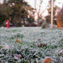 Frosty grass in the early morning