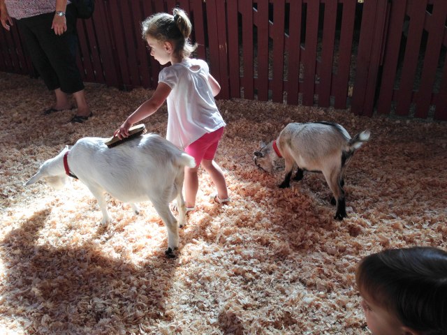 Rina fell in love with the goats