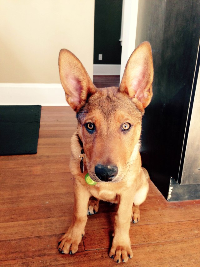 He already matches our decor as he's the same colour as our wooden floors! How could you not love those ears?!?